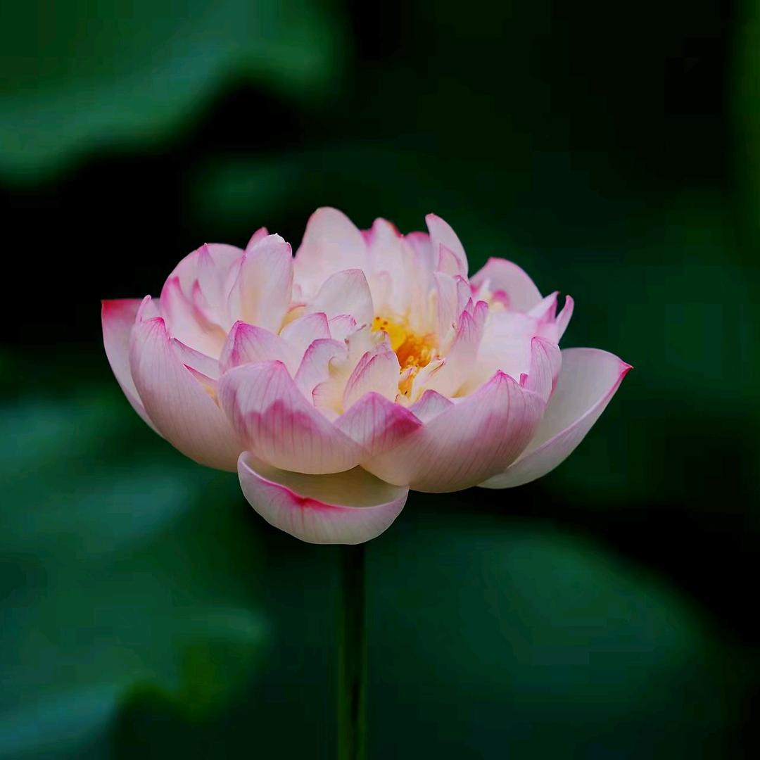 佛音禅语