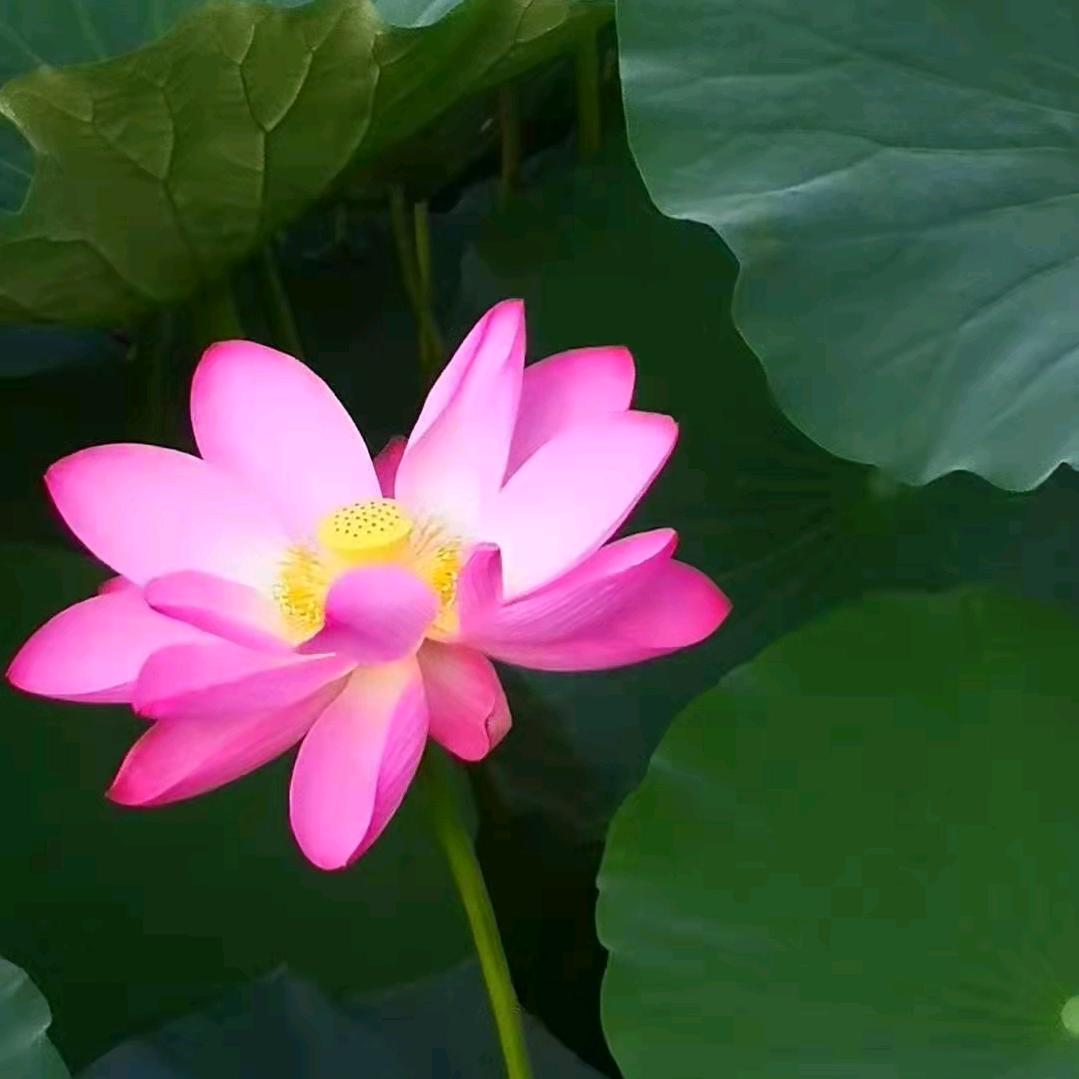 花开富贵，岁月静好