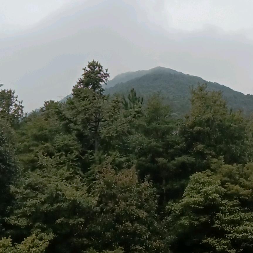 天涯海子
