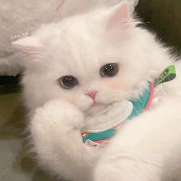 👣忘忧草🌿❤️