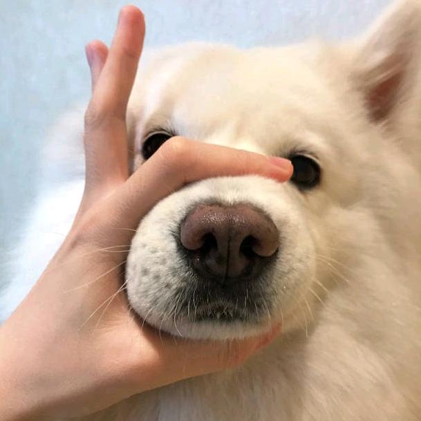 菩提树下菩提果