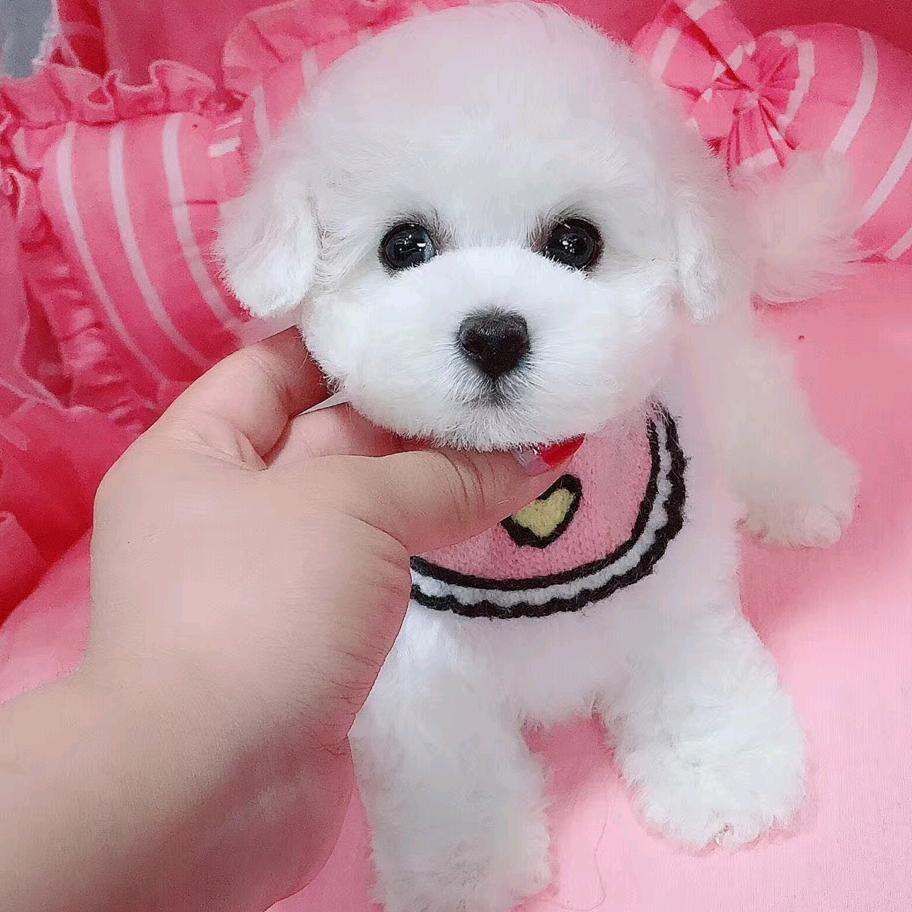 倾城比熊犬舍