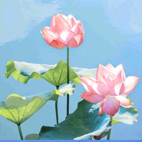 赵哥