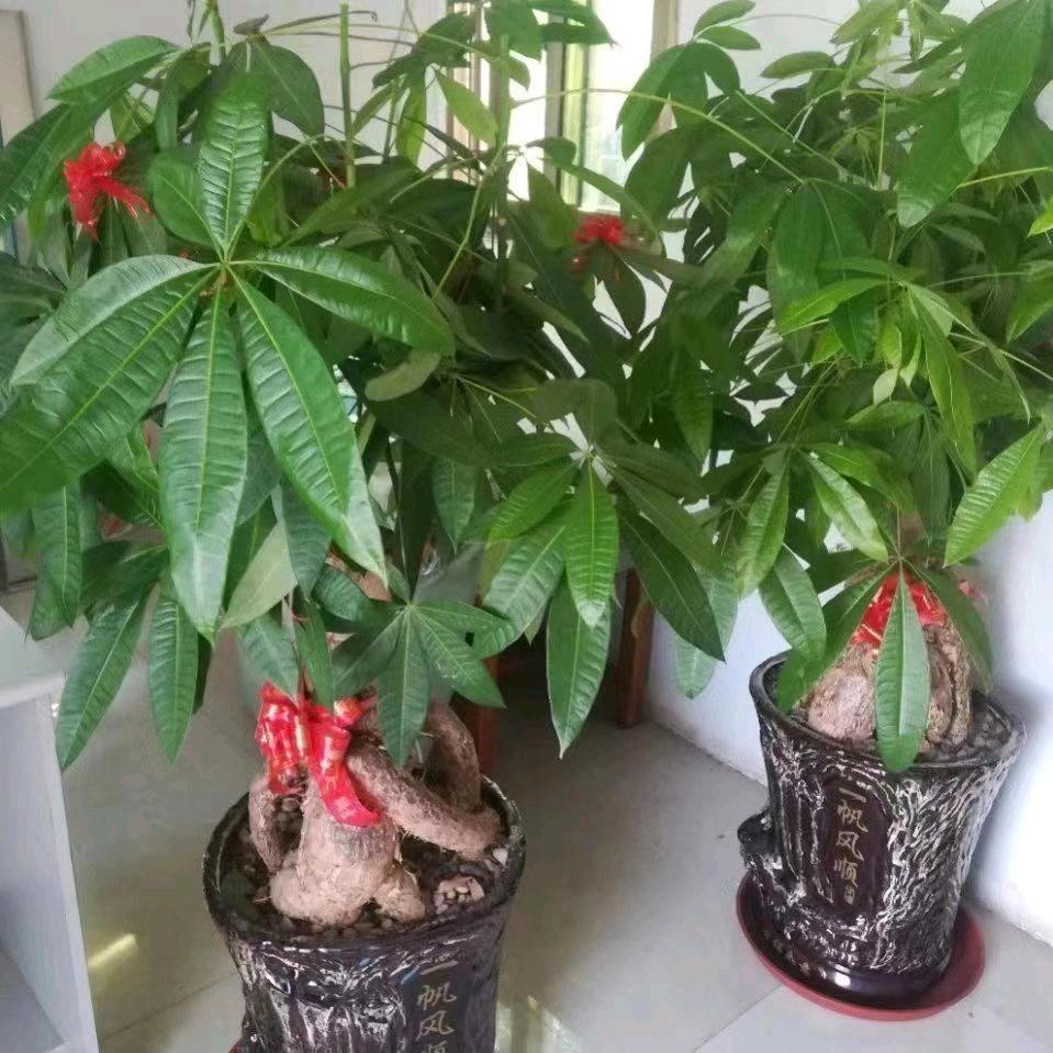 双木木林