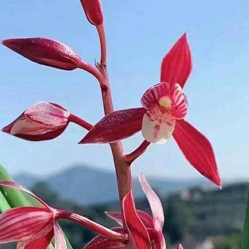 云滇兰苑