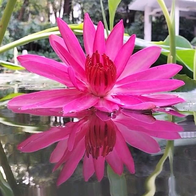 ☀️焱🌻