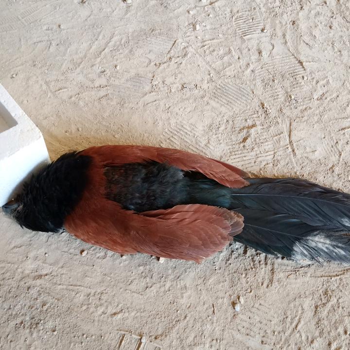 灵感
