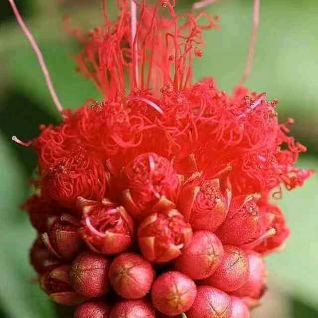 江夏黄阳光灿灿