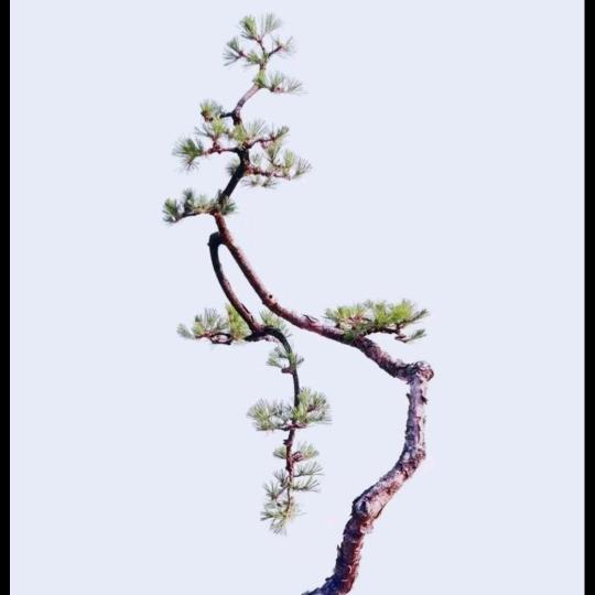 逸鹤   木子