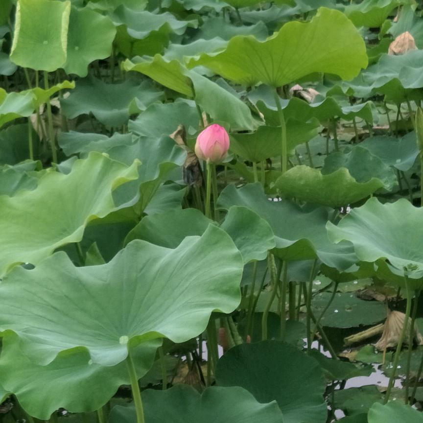 淡然若水