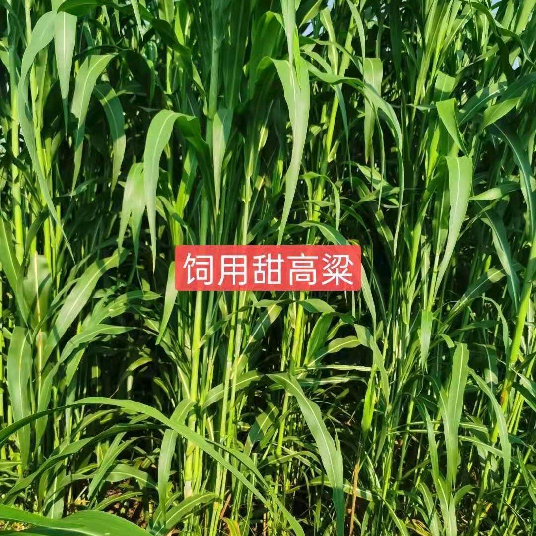 盛源种业