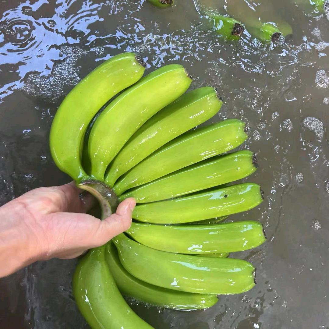 海南香蕉农业基地