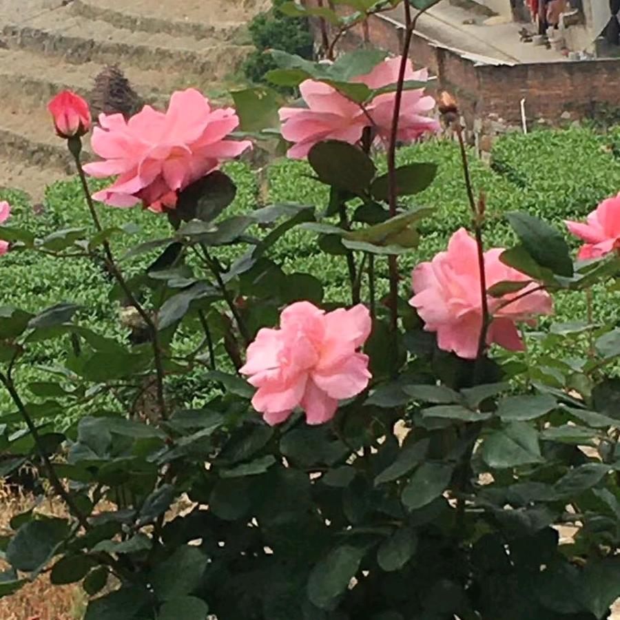 烟昔忆梦。