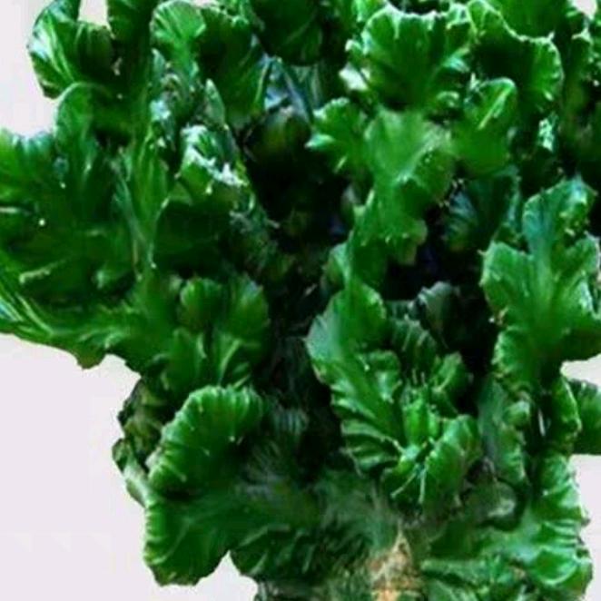 王后余生！手刘余香！