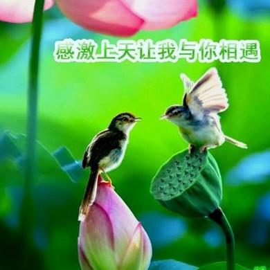 鸟语花香‘