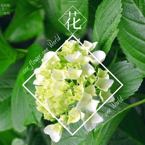 春暖花卉绿植