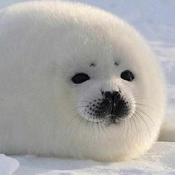 海豹君