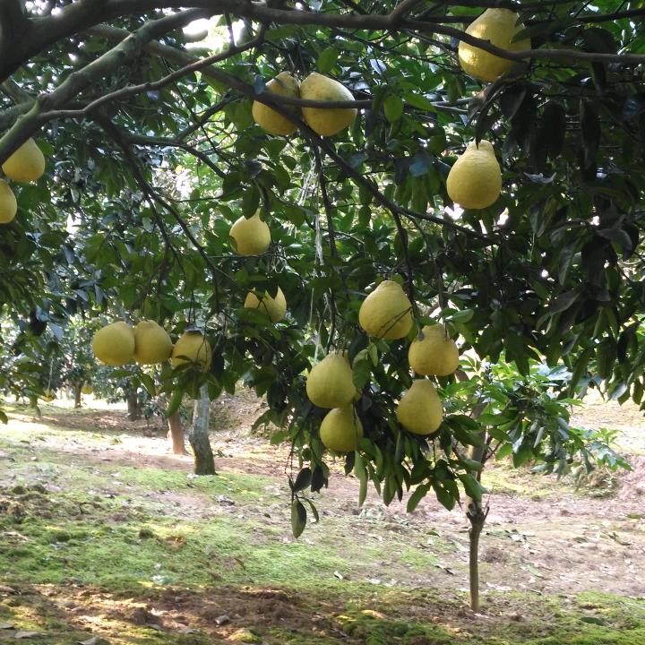 真龙柚采摘园