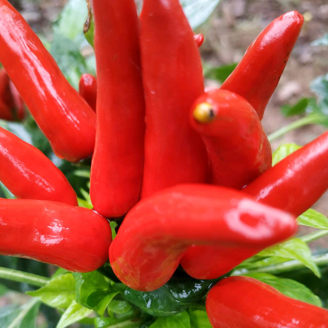 玄易之道（小号）厚德载福寿  和气致瑞祥