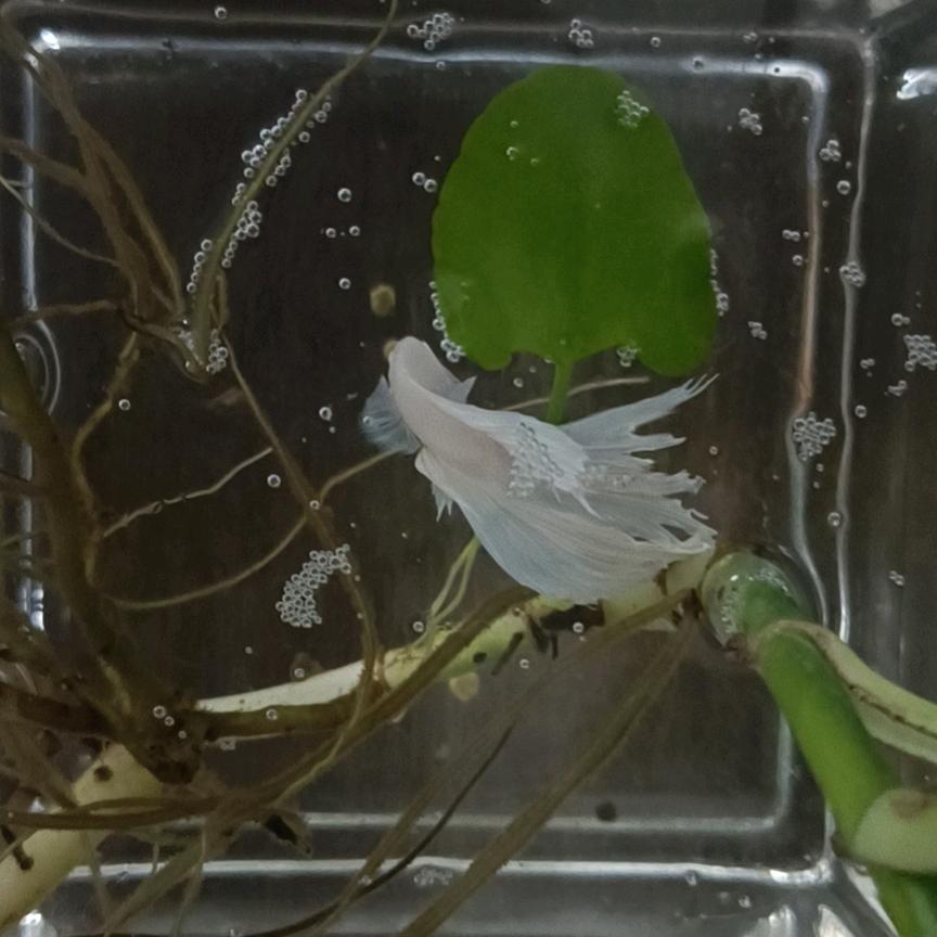 篓篓儿