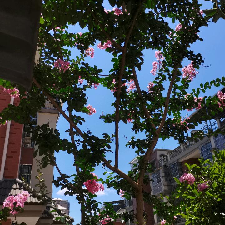 上官虹
