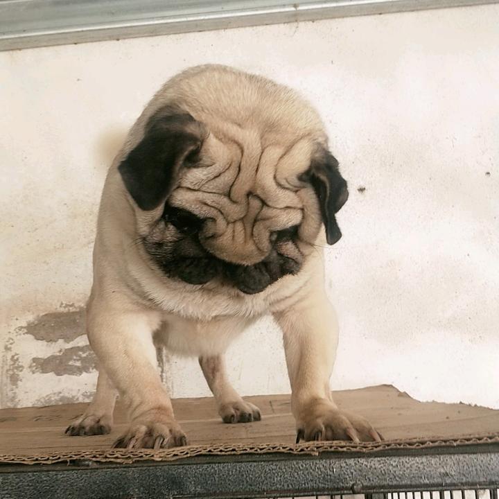 山东郯城★鹰版巴哥