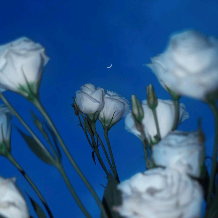 米面包忠实拥护者