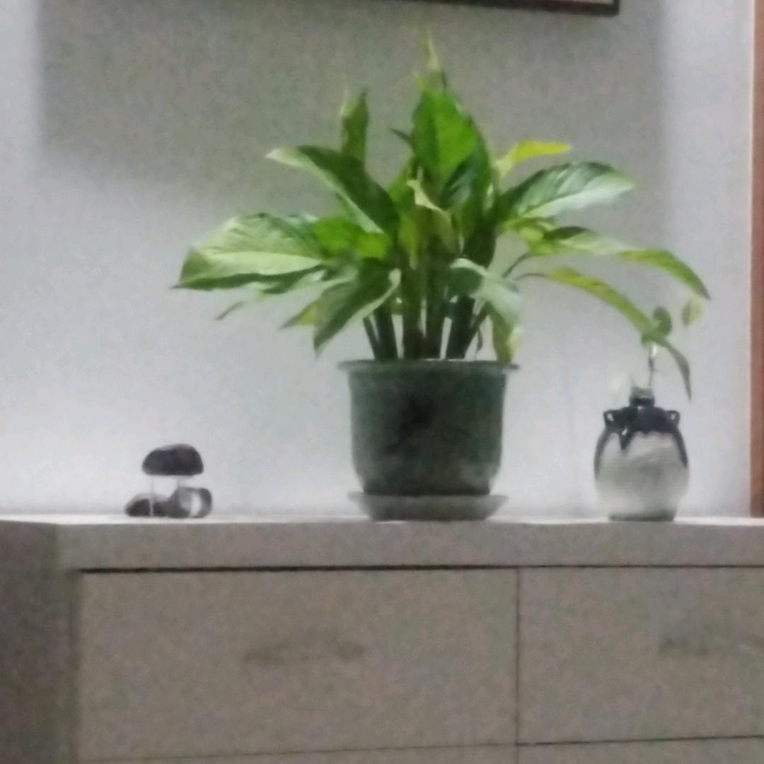 萍步青云