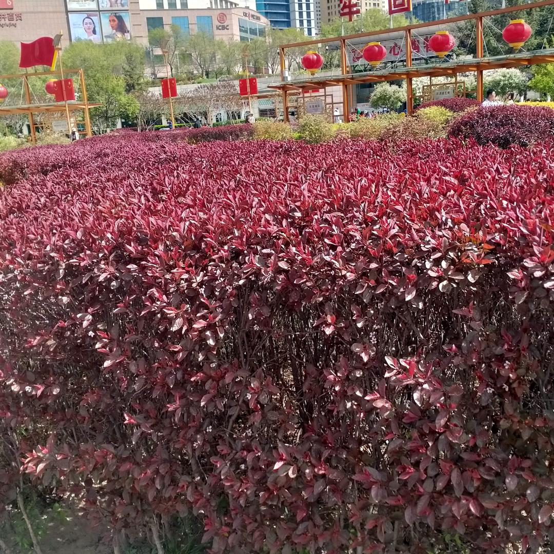 青海花儿