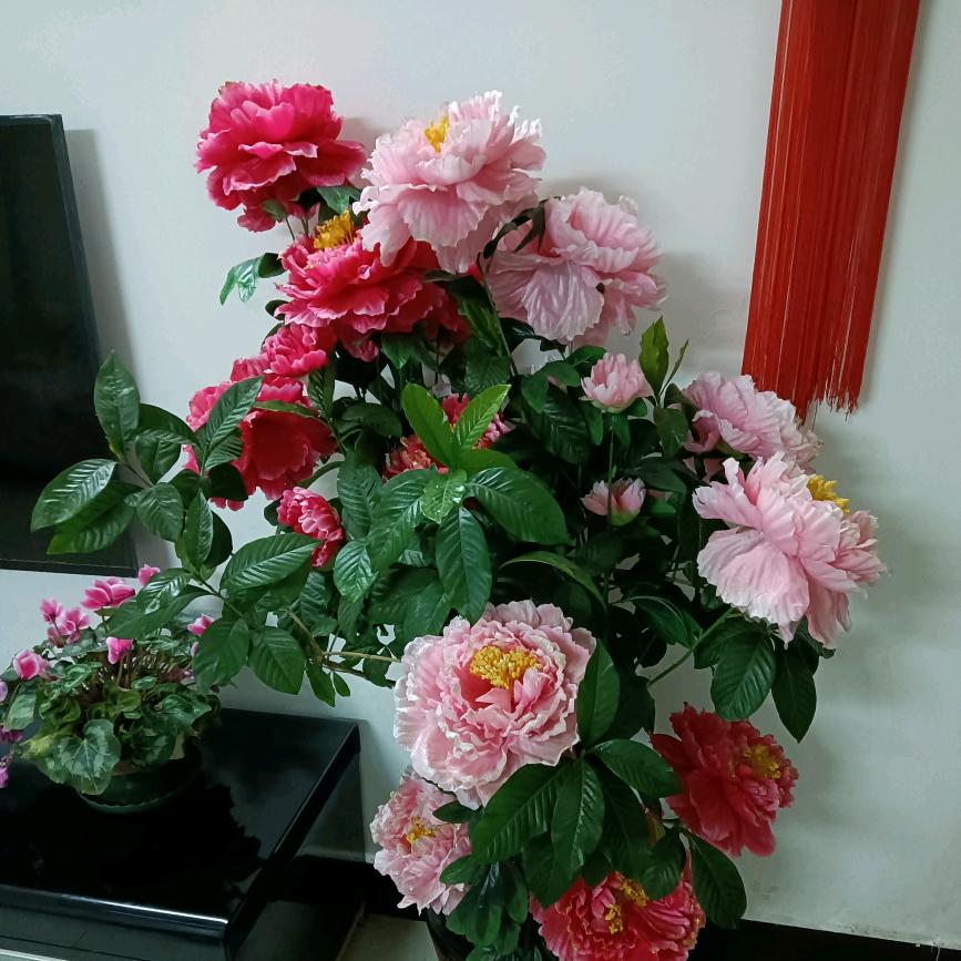 家有百合