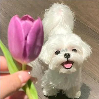 小愿🙋