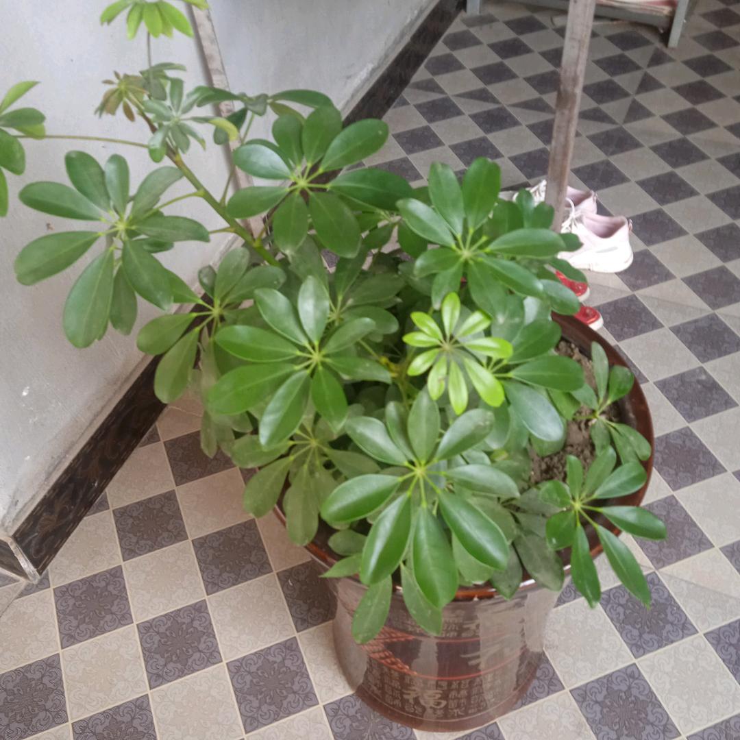 范姐