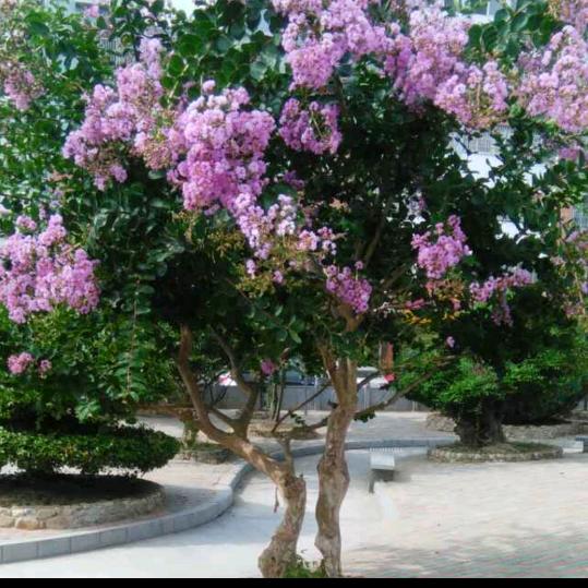 一眼花开