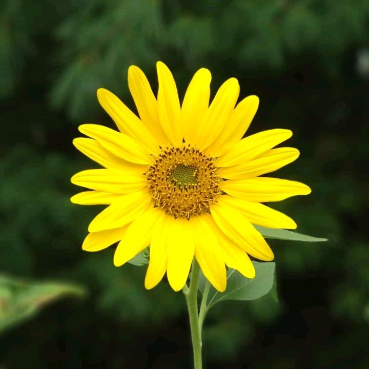 棉花糖啊