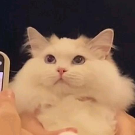 女明星亿菲