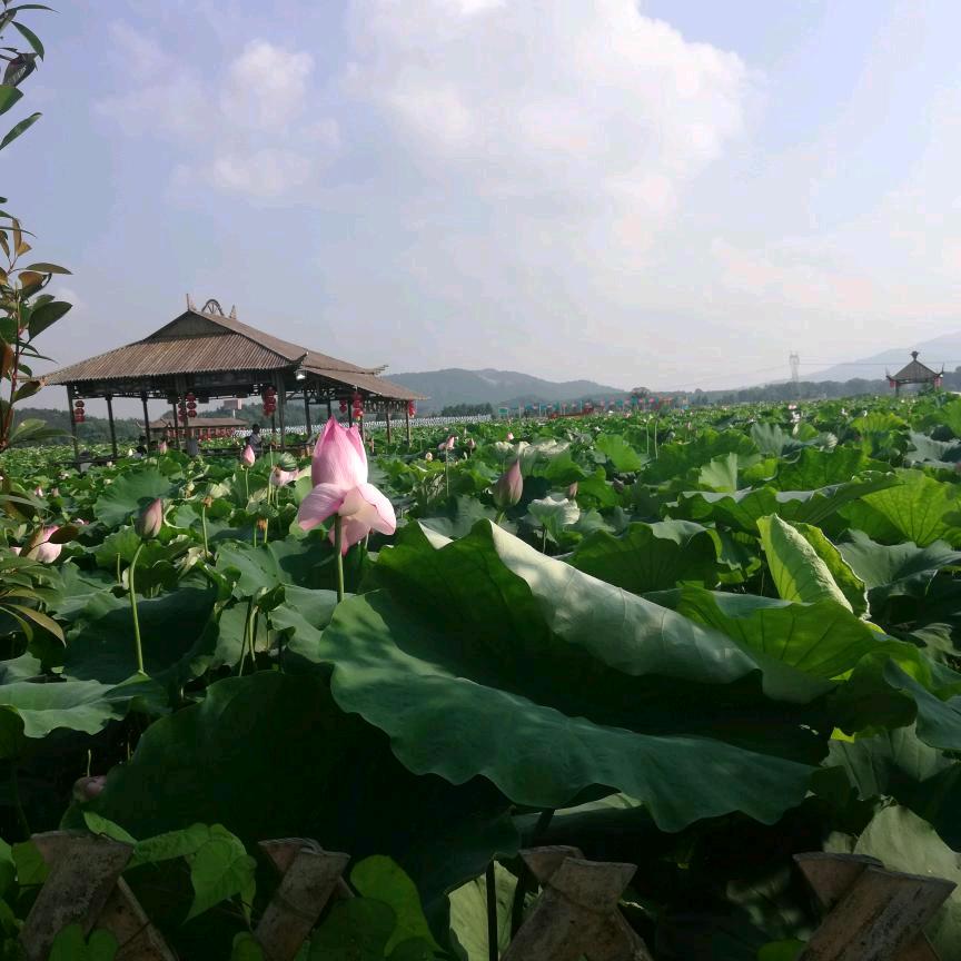 小桥眏悦