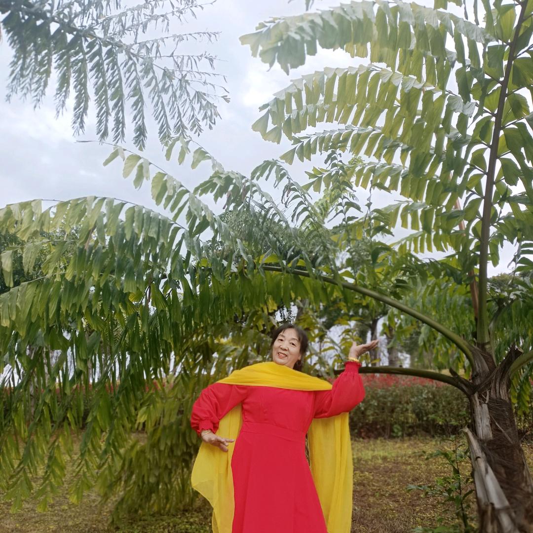 太阳红