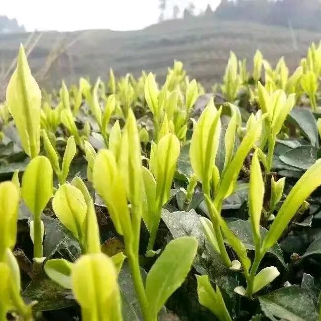冰雁