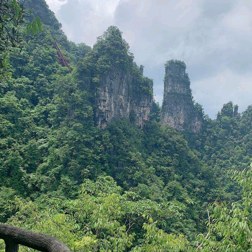 小芹