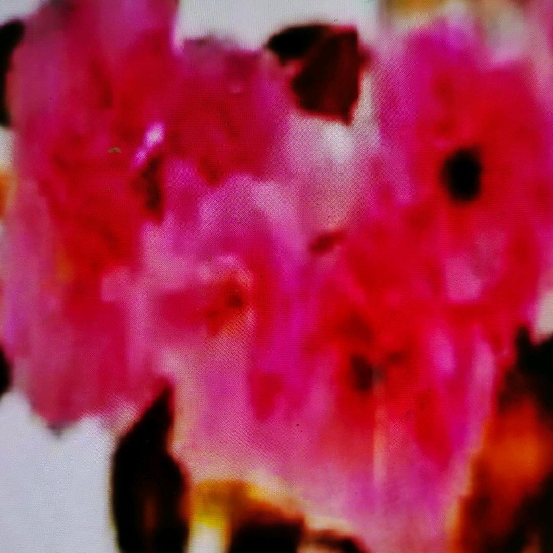 青岛信诺樱花苗木
