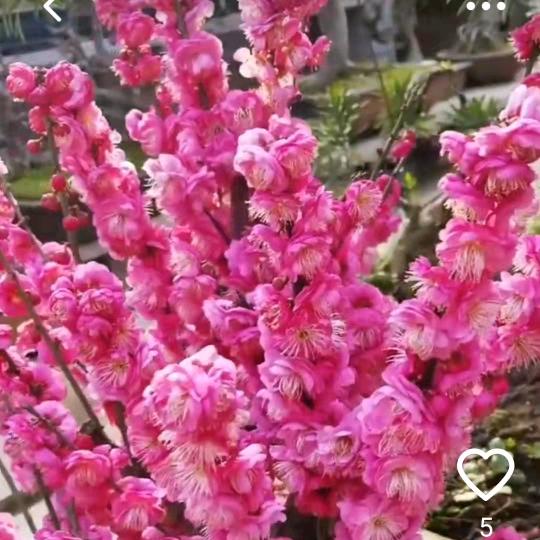 姐的心❤️事谁能懂（王）