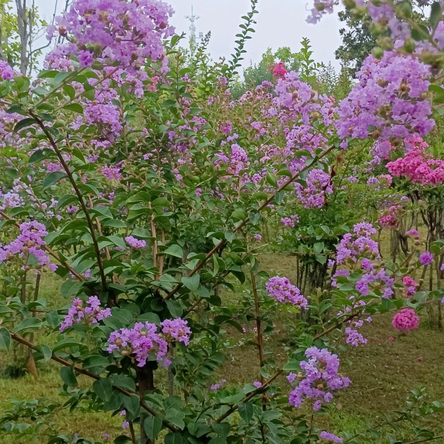 做人不能太虚伪