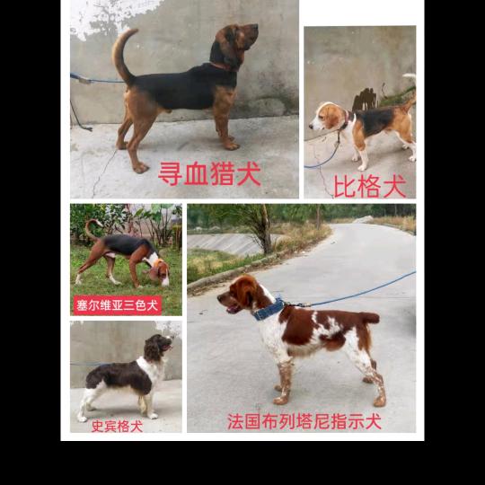 小强嗅觉犬训练
