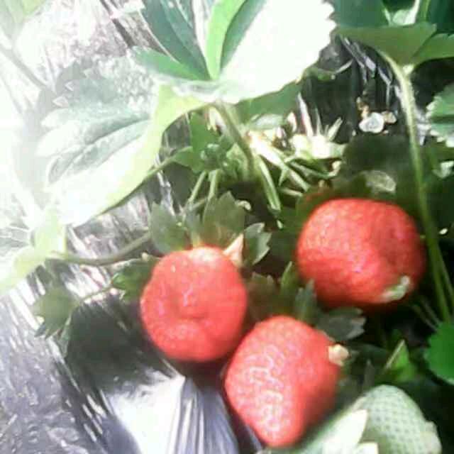 🍓鸿运当头