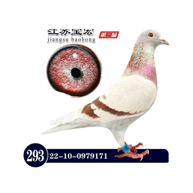 苍鹰