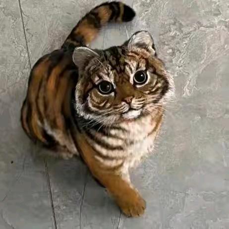 豆子