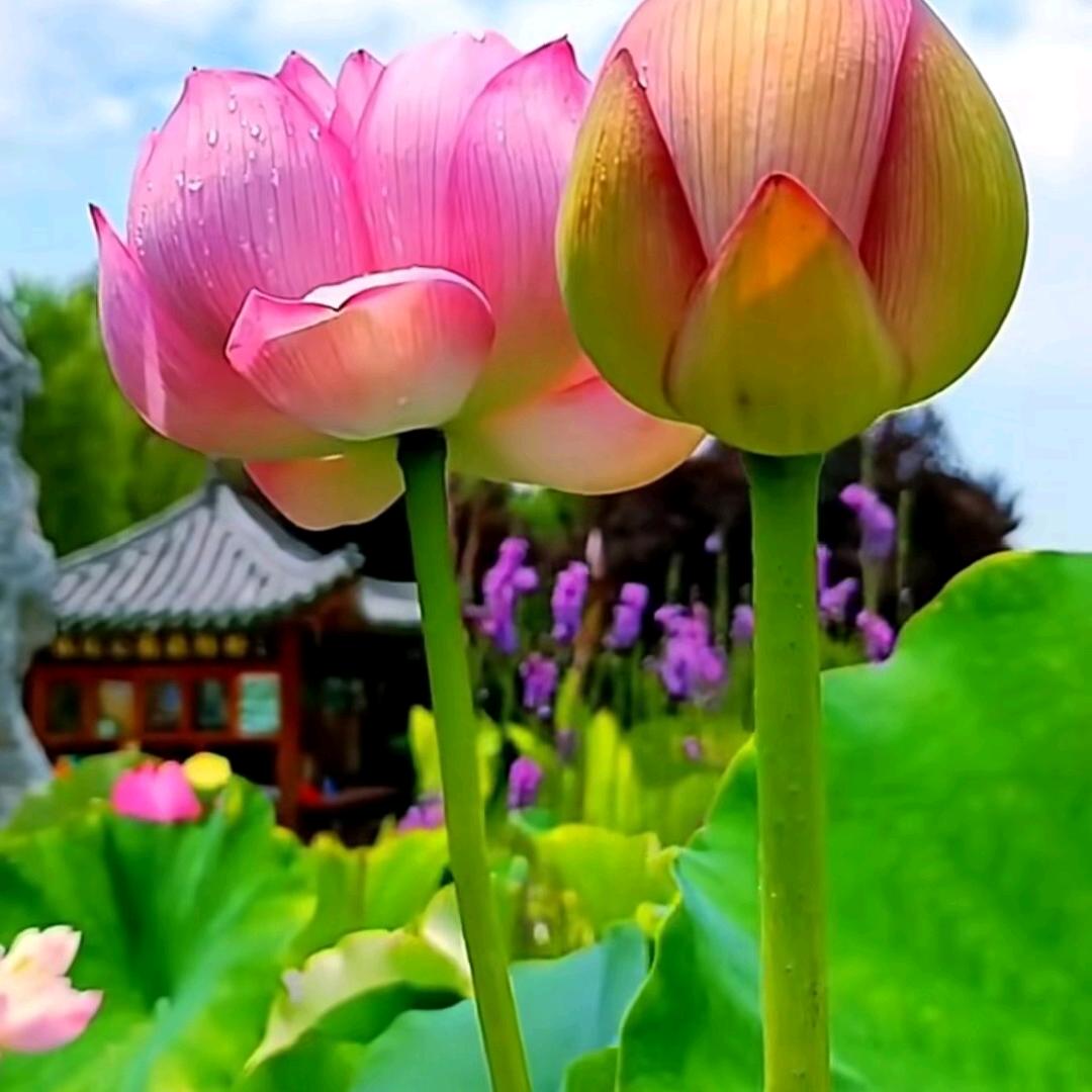 随意而行