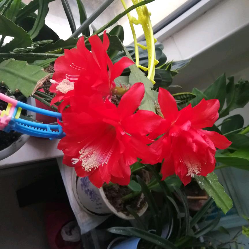最好的邱妈妈