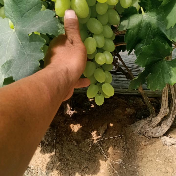漂亮的青提