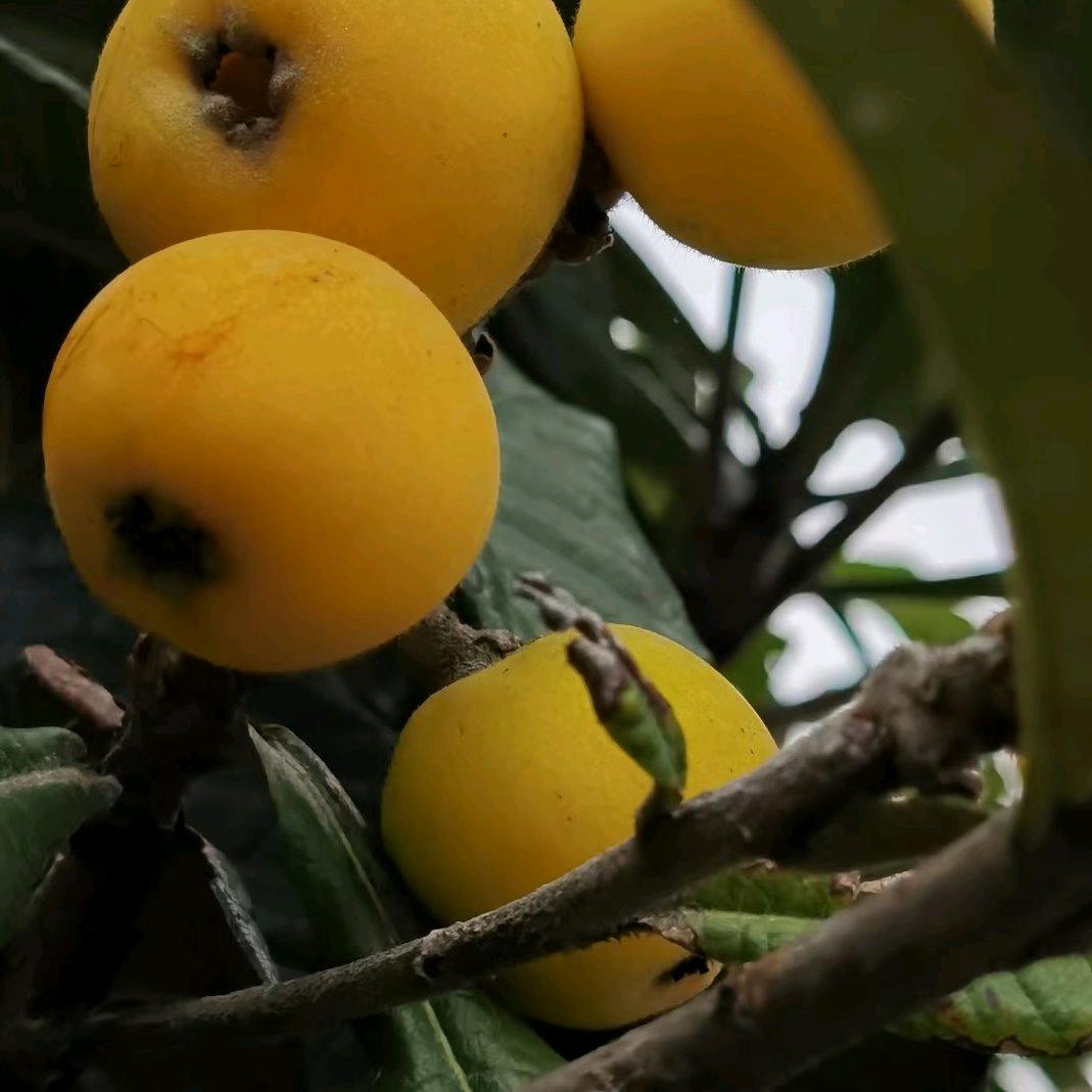 施茂果园蔬果